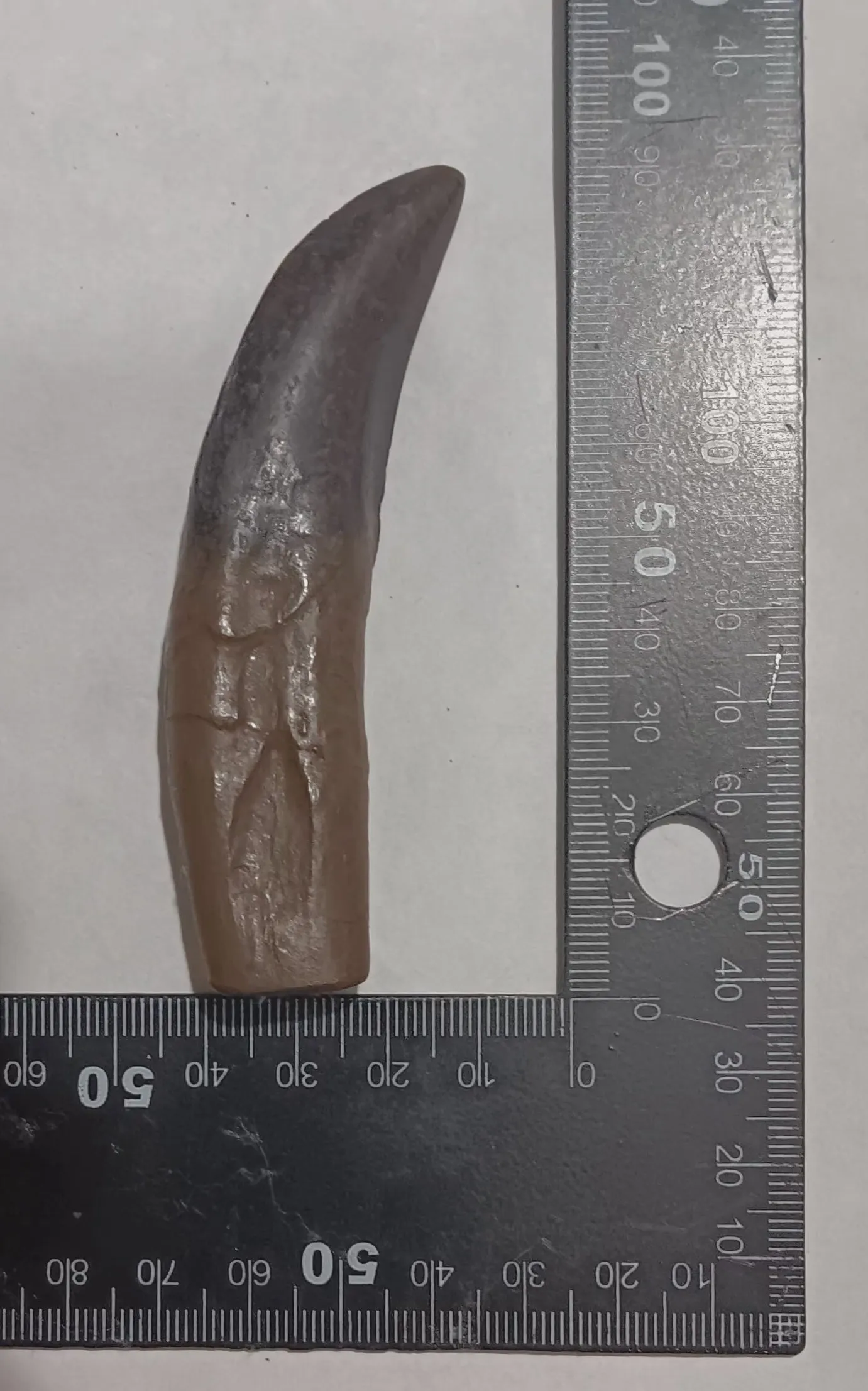 Allosaurus Dinosaur Fossil Tooth cast replica figure 4" / 10cm